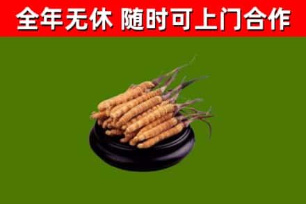 屏南县回收冬虫夏草