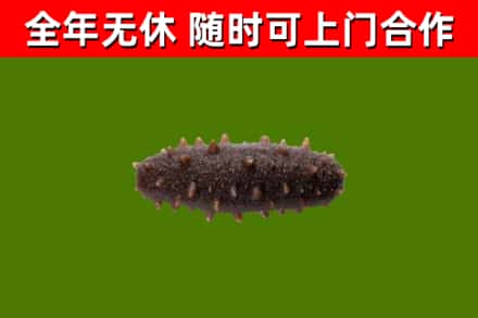 屏南县回收海参干